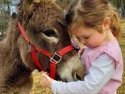 Декоративний віслючок, домашній віслюк для всієї родини