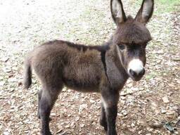 Декоративний віслючок із шрека, віслюк домашній, різного віку