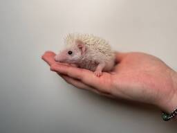 Декоративний їжачок африканський, ручний їжак для дому