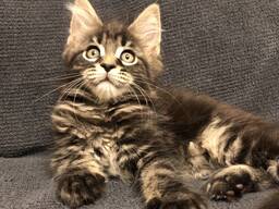 Девочки Мейн Куночки