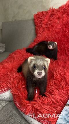 Дітки фретки