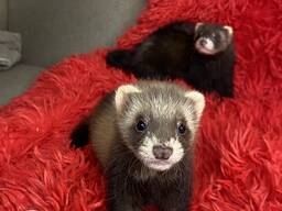 Дітки фретки