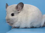 Дівчинка шиншила біла - фото 1