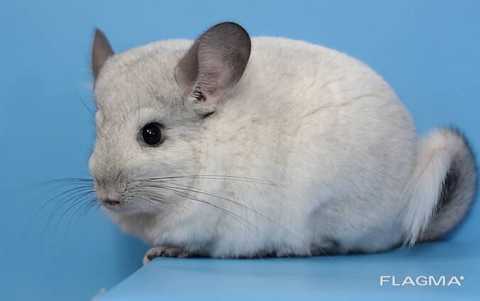 Дівчинка шиншила біла