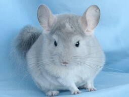 Дівчинка шиншила блакитний діамант