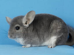 Дівчинка шиншила фіолетова