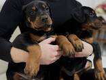 Доберман цуценята топ - фото 1