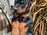 Добермани цуценя, щенки - фото 3
