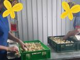 Добові курчата бройлера КОББ-500 - фото 3