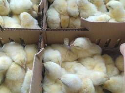 Добові курчата, цыплята суточные и другие