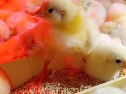 Добовий бройлер