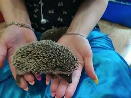 Добрые ручные ёжики. Малыши ручные. Самцы и самки.