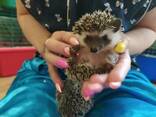 Добрые ручные ёжики. Малыши ручные. Самцы и самки. - фото 2