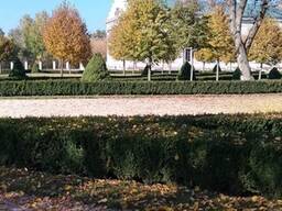 Догляд за хвойними деревами та кущами