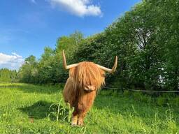 Доглянута корова хайленд