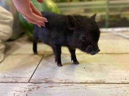 Домашні карликові свинки, міні піг чорні Бергштресер Кнірт, рожеві