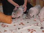 Домашні карликові свинки Міні піг, mini pig різних кольорів - фото 1