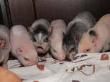 Домашні карликові свинки Міні піг, mini pig різних кольорів - фото 2