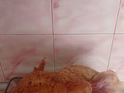 Домашние бролеры