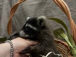 Домашній ручний єнот - фото 3