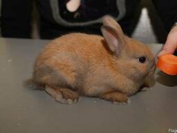 Домашній декоративний кролик продам, торчевухий кролик