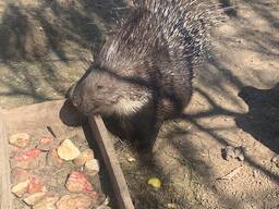 Домашний дикобраз , дикобразы