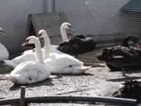 Домашний лебедь белый черный и черношейный - декоративний лебідь - фото 3