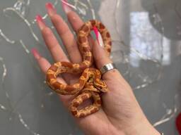 Домашний маисовый полоз, ручные особи разных окрасов