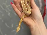 Домашний маисовый полоз, ручные особи разных окрасов - фото 2