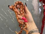 Домашний маисовый полоз, ручные особи разных окрасов - фото 3