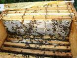 Домашній мед з акації, липи, гречки, травневий, різнотравя - фото 2