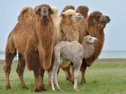 Домашний верблюд , верблюд двугорбый