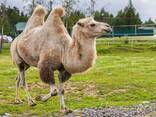 Домашний верблюд , верблюд двугорбый - фото 1
