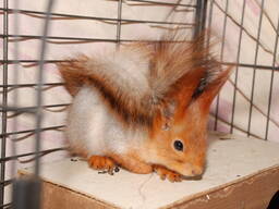 Домашняя рыжая белка
