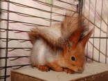 Домашняя рыжая белка - фото 1
