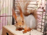 Домашняя рыжая белка - фото 2