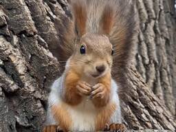 Домашняя рыжая белка от 5 мес для клеточного и вольерного содержания