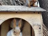 Домашняя рыжая белка от 5 мес для клеточного и вольерного содержания - фото 2