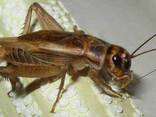Домовой сверчёк, живая кормовая база для рептилий хищников и других животных 1см - фото 2