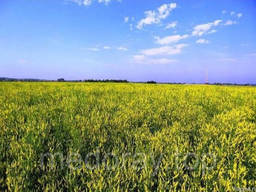 Донник двухлетний ( Буркун)