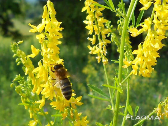 Донник лекарственный. Буркун трава.
