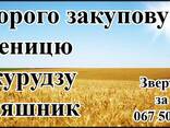 Дорого закуповуємо пшеницю, кукурудзу, соняшник - фото 1