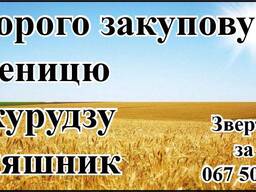 Дорого закуповуємо пшеницю, кукурудзу, соняшник
