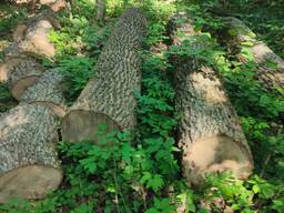 Доска , кругляк ясеня 32,52 , 1,2 ,3 сорт