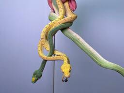 Древесный питон, зеленый питон, яркая ручная змея