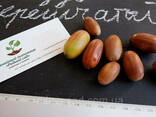 Дуб черешчатый семена (10шт) (дуб обыкновенный или. ..