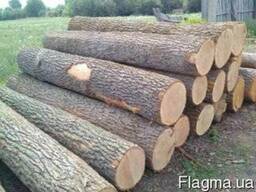 Дуб пиловочник