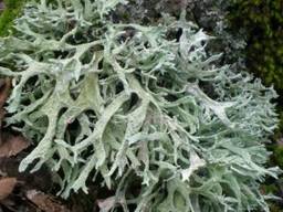 Дубовый мох, Эверния сливовая, мох , лишайник, древесный мох, мох дубовый