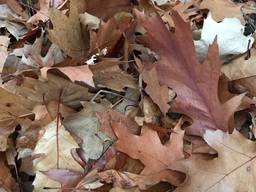 Дубовый опад листья дуба подстилка для Ахатины корм улиткам