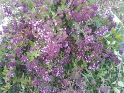 Душица трава продам